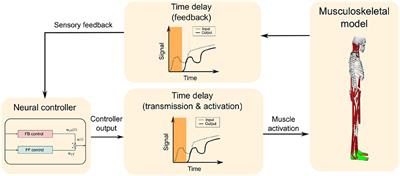 A Neural Controller Model Considering the Vestibulospinal Tract in Human Postural Control